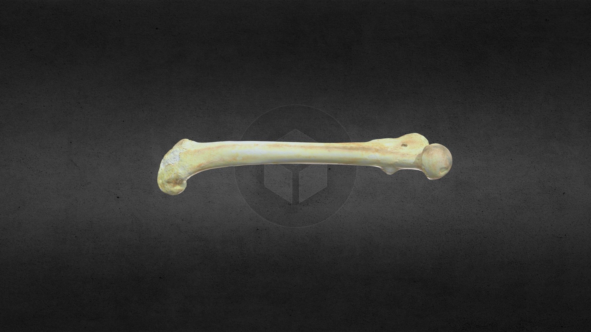 MSCC 007 U Americanus Right Femur Mesh