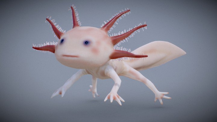 Axolotl 3D Model