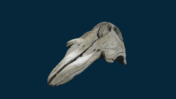 Twerton Dolphin Skull 3D Model