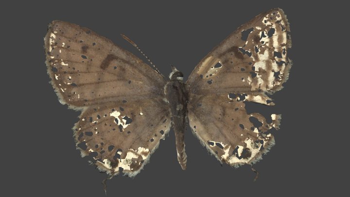 Tarucus Balkanicus – Modello 3D gratuito STL