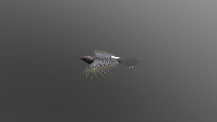 Northern Flicker Fourth Pass 3D Model