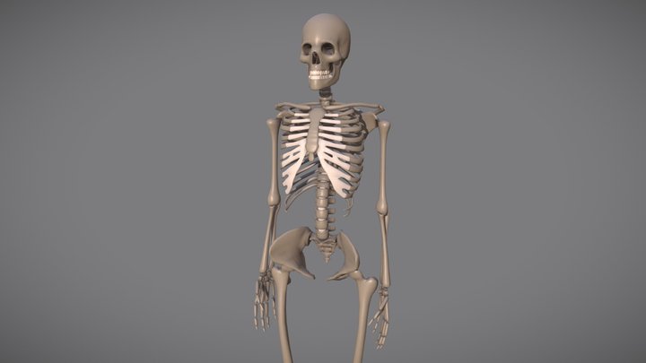 Gameready skeleton 3D Model