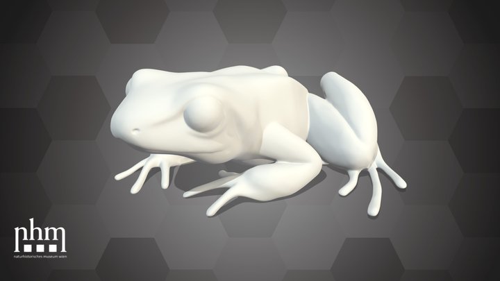 Phyllobates terribilis (Pose 2) – Kostenloses 3D-Modell STL