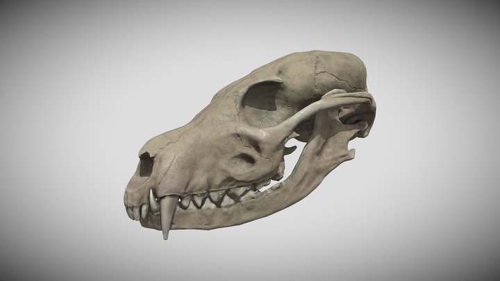 FoxSkull 3D Model