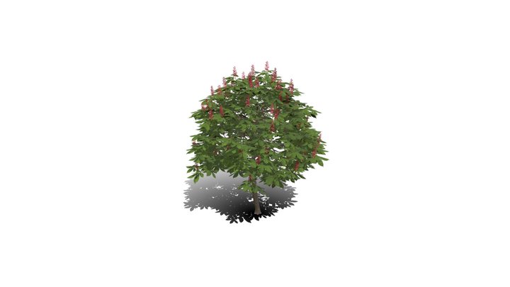 Realistic HD Red horse chestnut (1/30) 3D Model