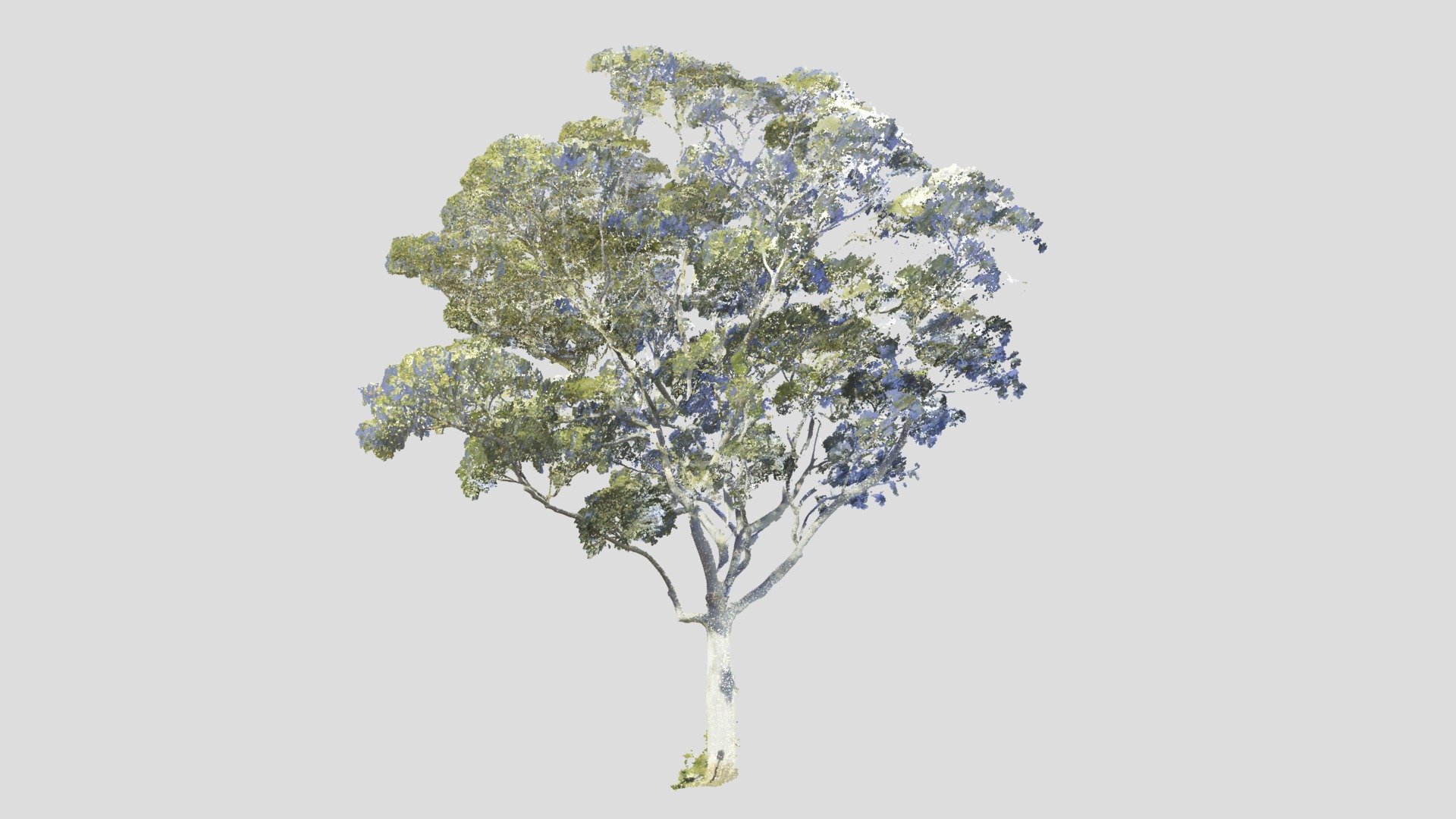 Tree Point Cloud