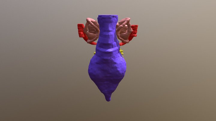 Yuraramirim montealtensis MPMA 04-0008/89 3D Model