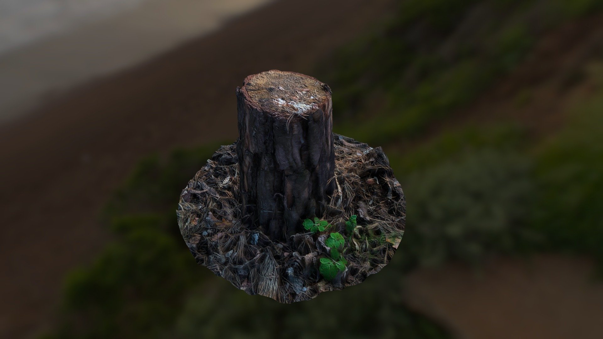 Pine stump