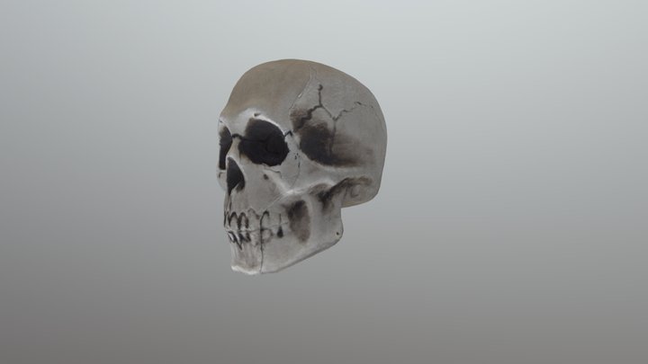 Cráneo optimizado. Textura 8k 3D Model