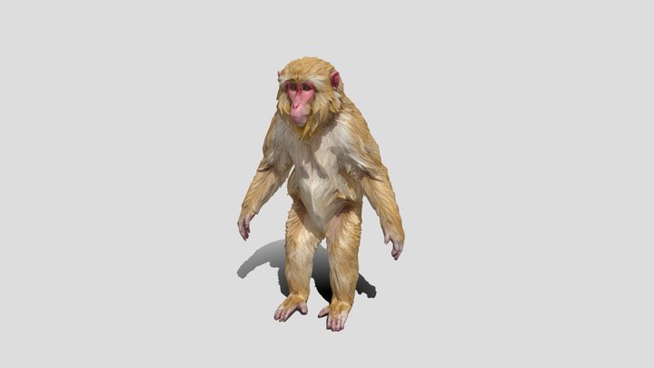 Low poly monkey animal 3d model free