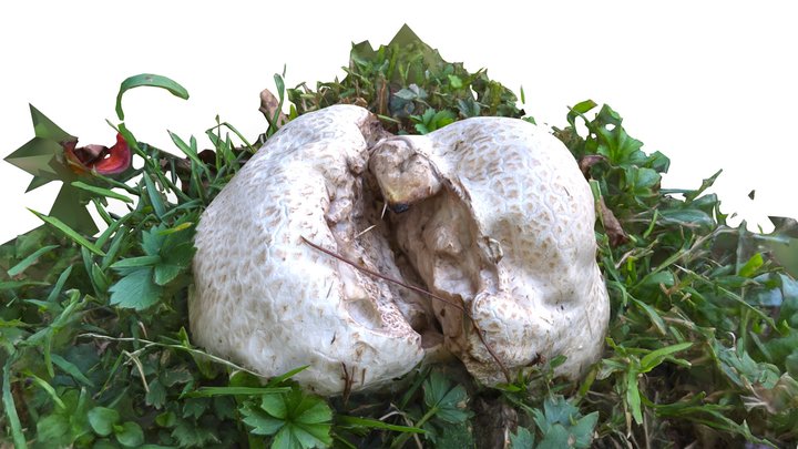 Mushroom Split – Modèle 3D gratuit STL