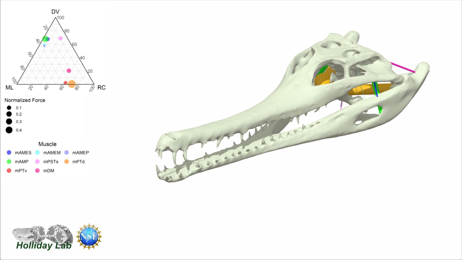 3D Jaw Muscles of Tomistoma schlegelii