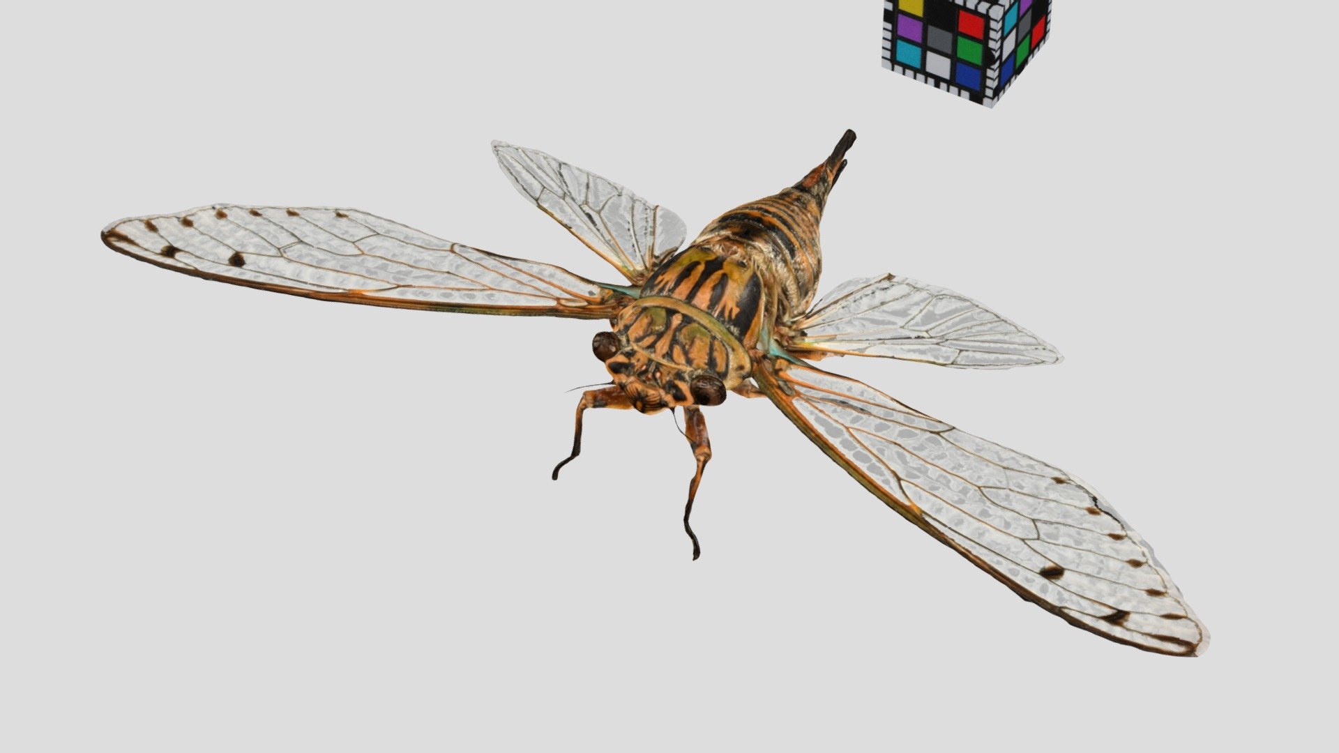 イワサキゼミ🐞 ♀ Iwasaki Cicada, Meimuna iwasakii - Download Free 3D model by ...