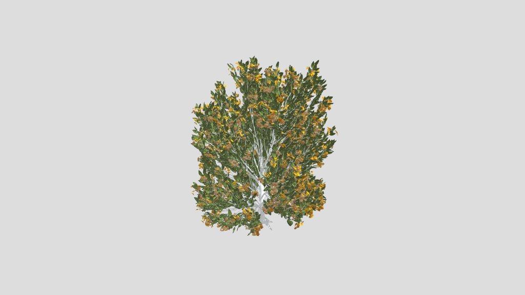 Tree Orange Choisaya