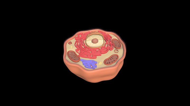 биология 3D Model