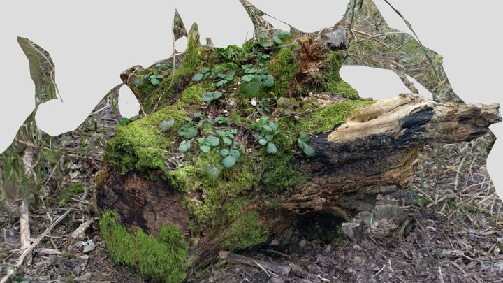 Mossy tree stump 3D Model
