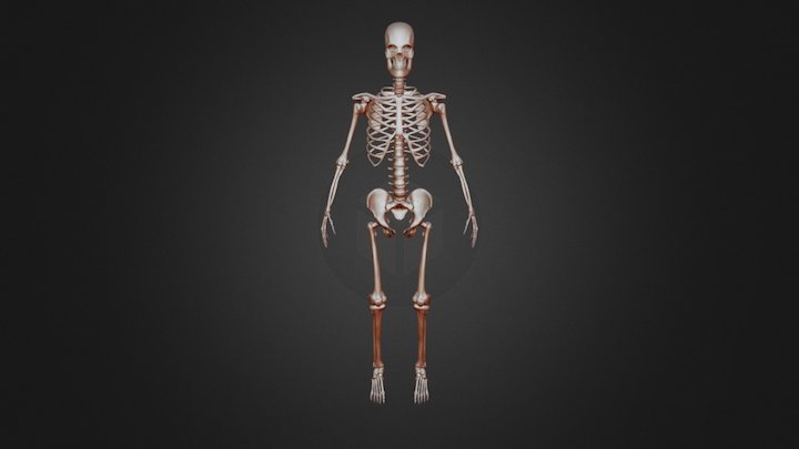 Skeleton Sketchfab 3D Model