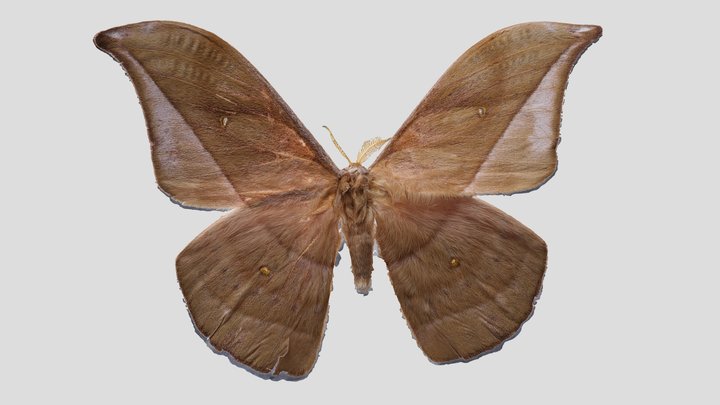 YPM ENT.403301 Moth, Copaxa decrescens – Kostenloses 3D-Modell STL