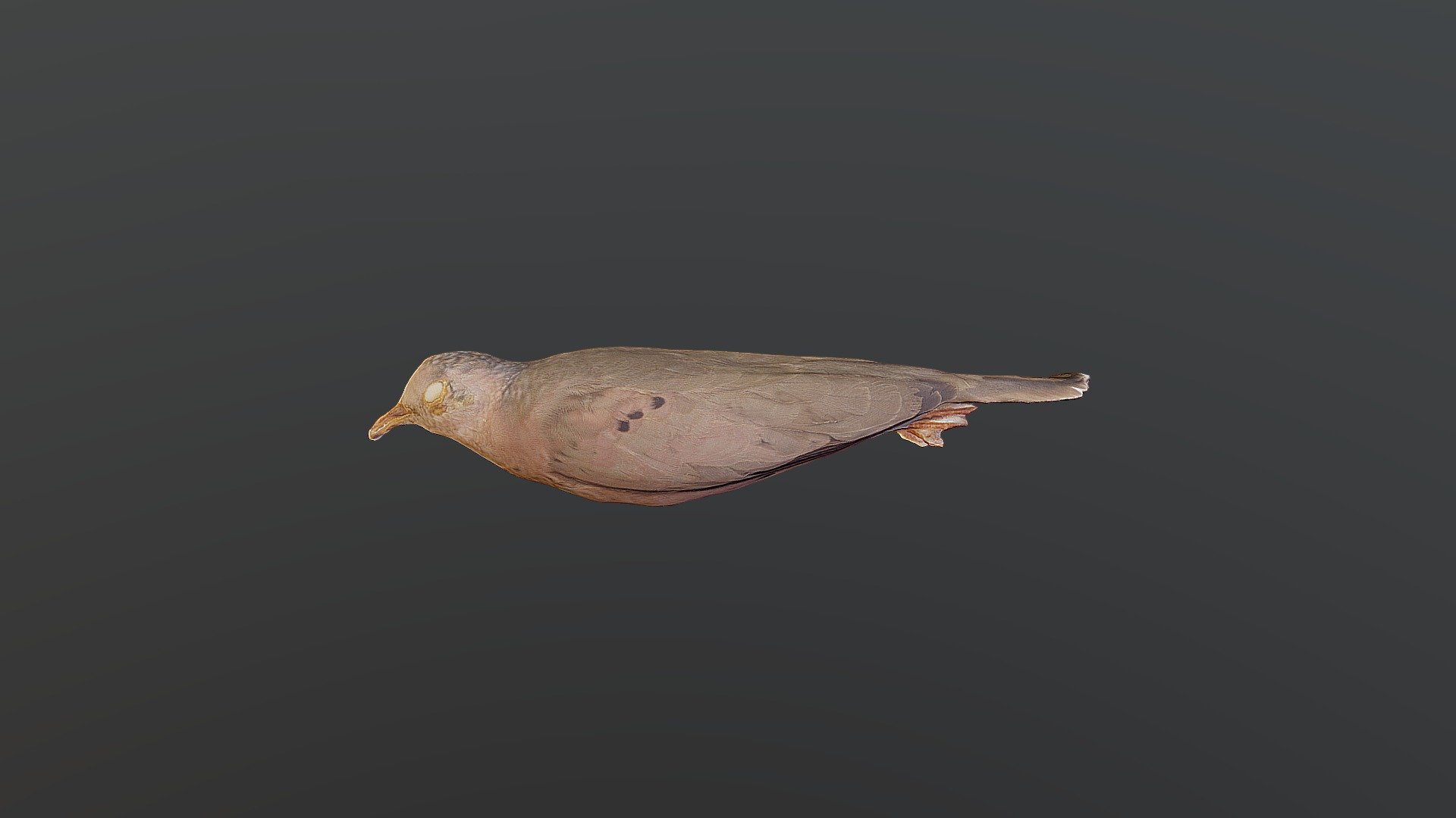 Common Ground Dove - Columbina Passerina - Download Free 3D Model By ...