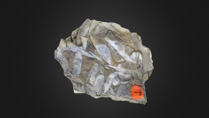 Brachiopods – Gratis 3D-model STL