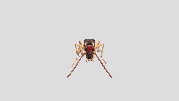 Estisoreta 3D Model