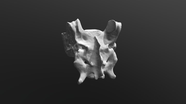 Coyote Sacrum 3D Model