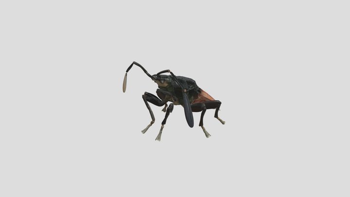 Oxycarenus Lavaterae 3D Model