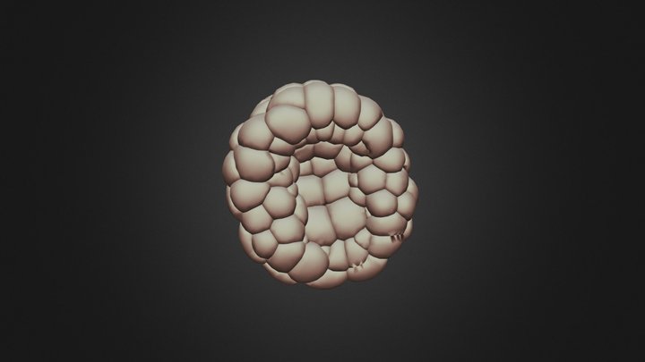 3D Mid 112-Cell stage phallusia_mammillata 3D Model