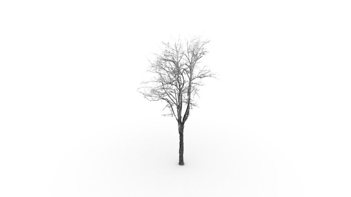 Liriodendron tulipifera - Shaded 3D Model