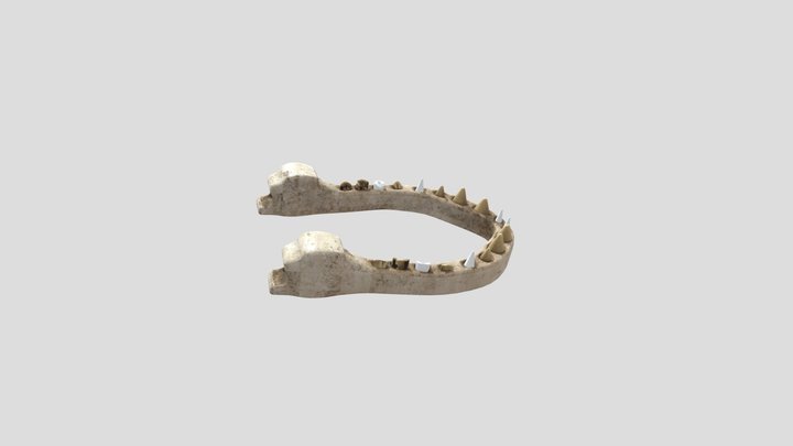 Skeleton 3D Model