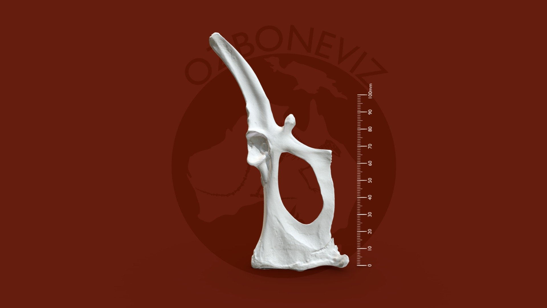 Bridled nail-tail wallaby innominate - 3D model by Ozboneviz [8f77c3b ...