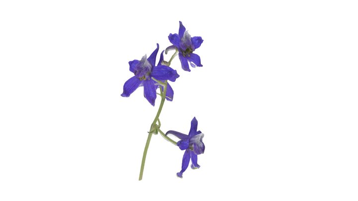Nuttall’s Larkspur (Delphinium nuttallianum) 3D Model