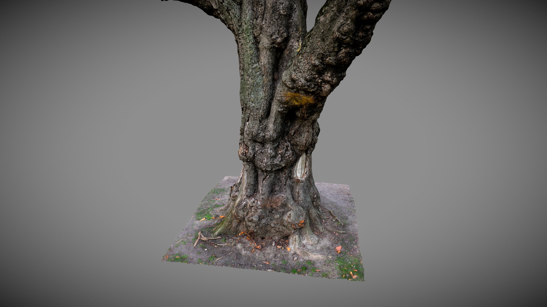 3D model Old tree - This is a 3D model of the Old tree. The 3D model is about a tree with a hole in it.