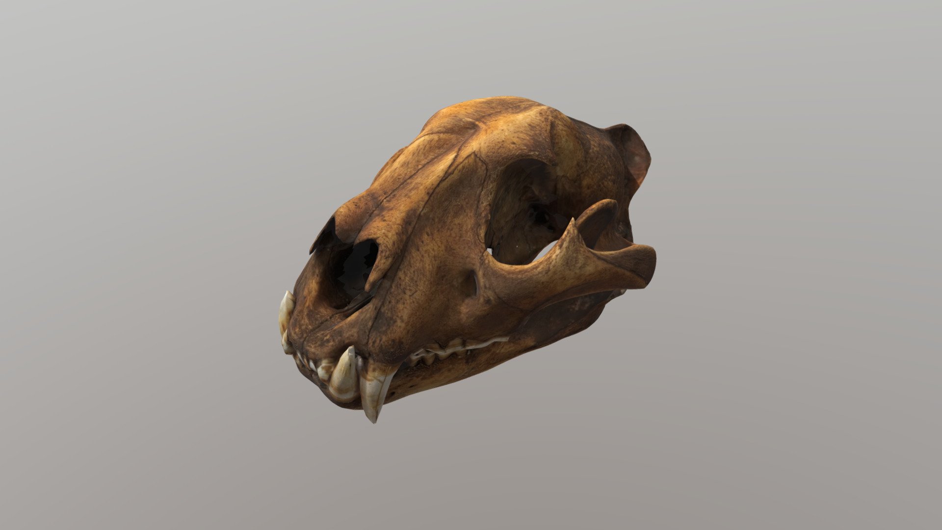 Lion skull - Download Free 3D model by Tavernier Amaury (@svtavernier ...