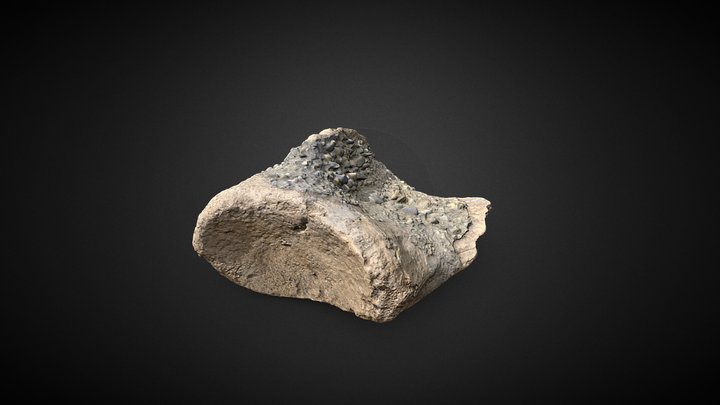 CZI-P051 Fragmento de escapula de mastodonte 3D Model
