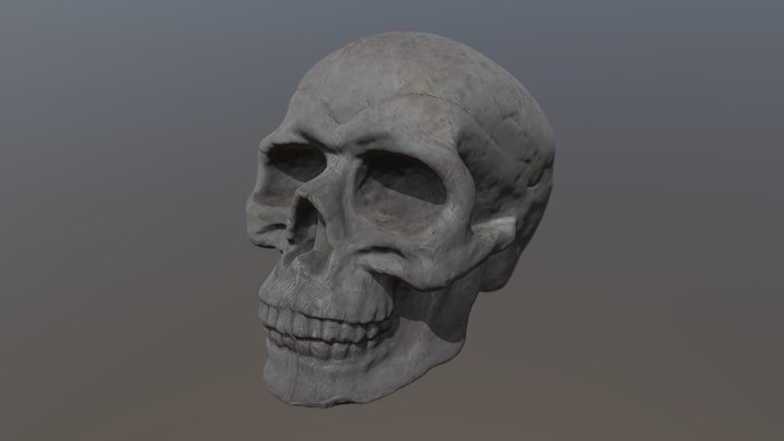 Skull 3D Model