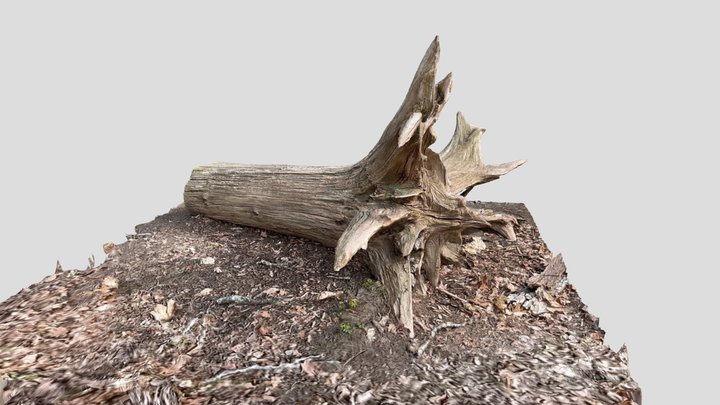 Fallen Tree Stump Scan 3D Model