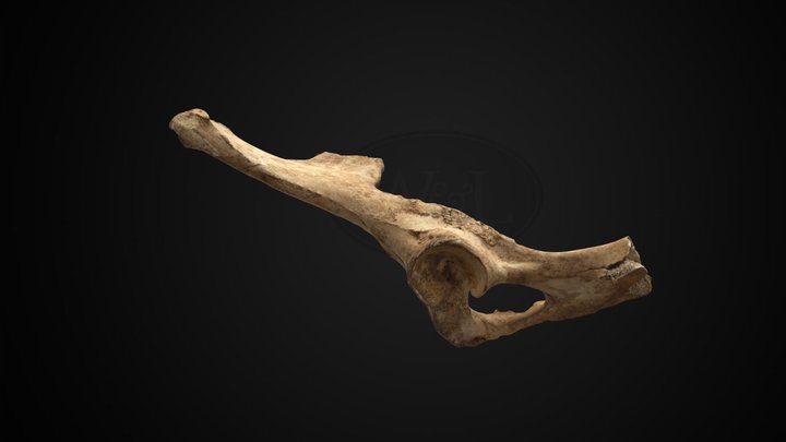 Innominate 3D models - Sketchfab