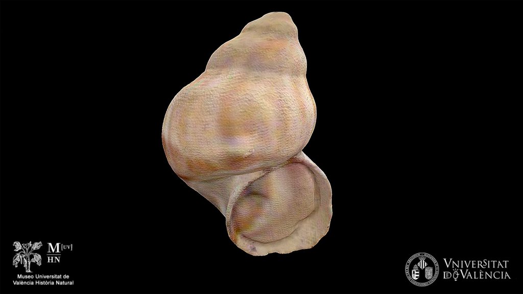 Tudorella_mauretanica