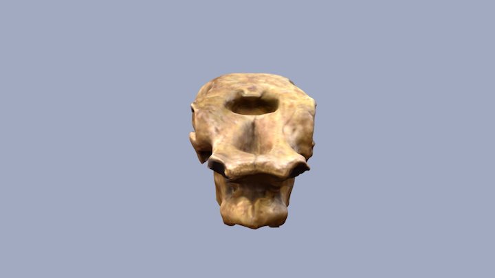 Mastodon Skull 3D Model