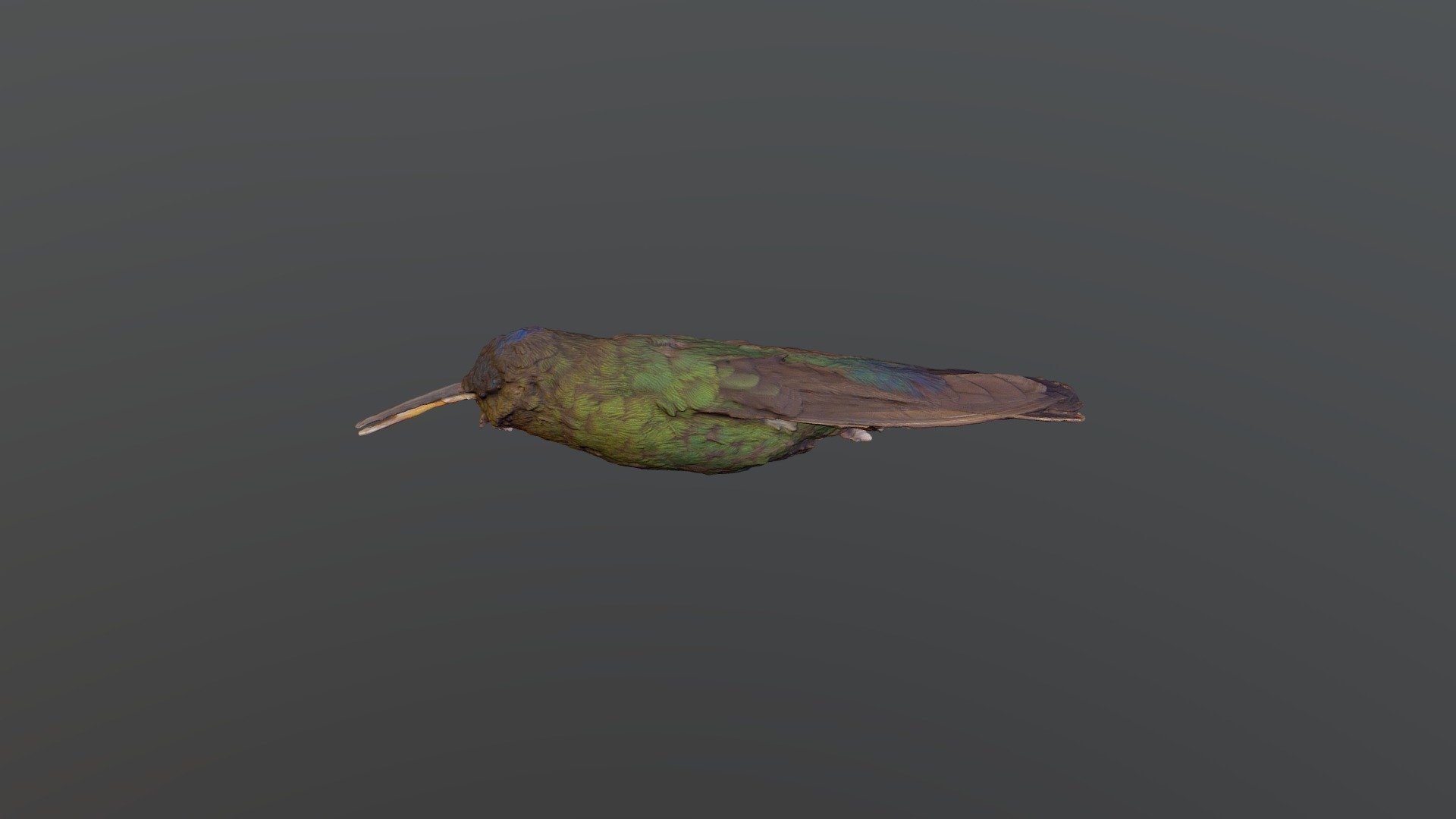 Fiery-throated Hummingbird - Panterpe insignis