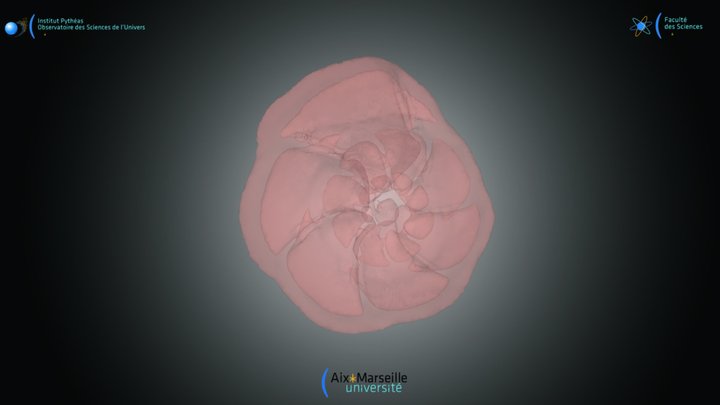 Foraminifera - Epistominella pacifica – Modello 3D gratuito STL