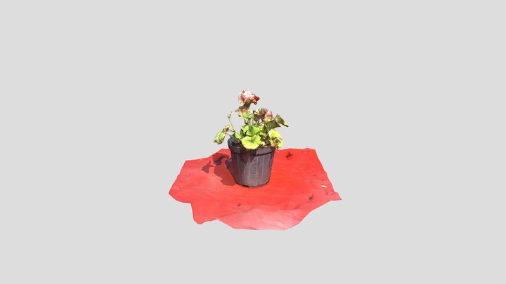 fiori 3D Model