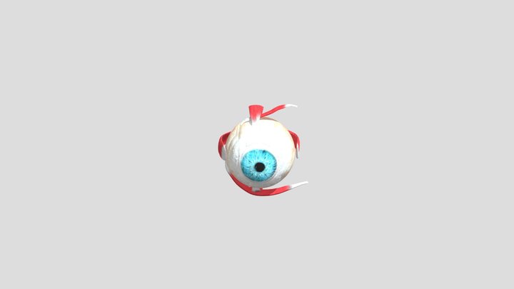 Eye Anatomy Parts Folder 3D Model