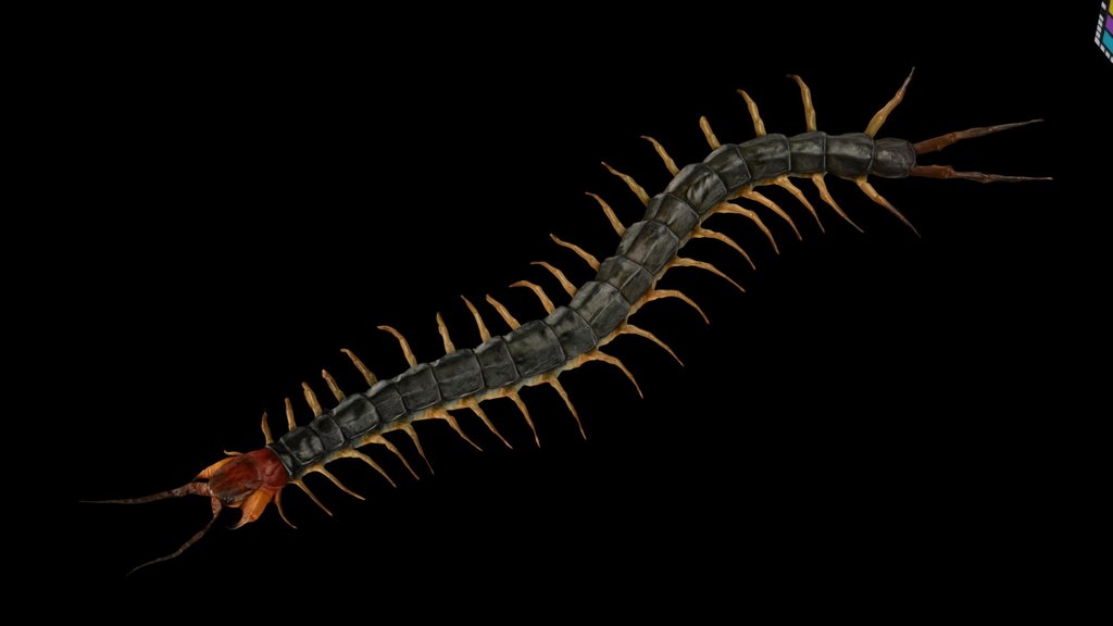 CC0 トビズムカデ Chinese Red-headed Centipede