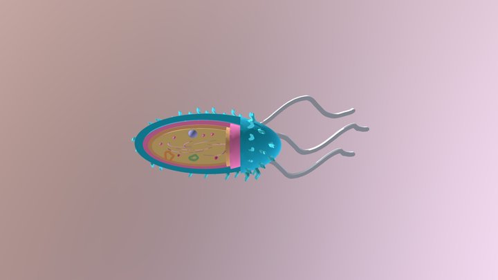 Microughs Salmonellatyphimurium JGM,FMF,ERRD 3D Model