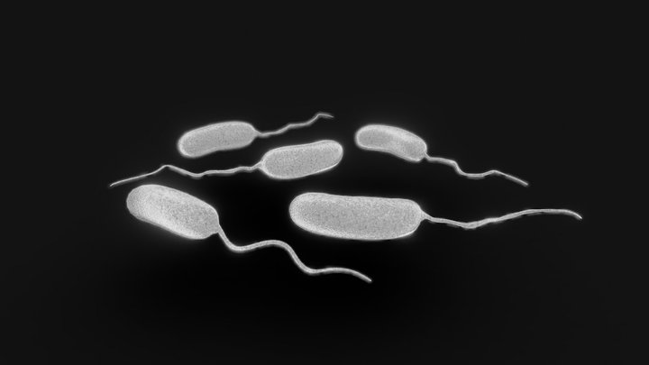 Vibrio Cholerae Bacteria 3D Model