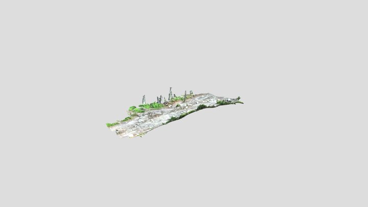 Trail in woods. 3D Model