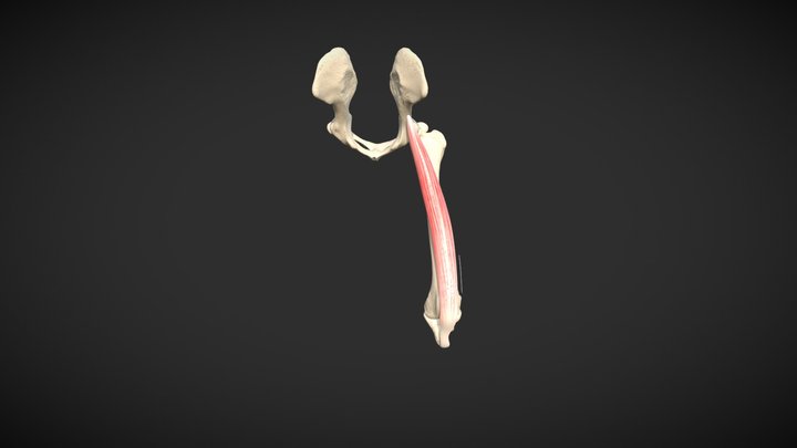 Stifle Neutral 3D Model