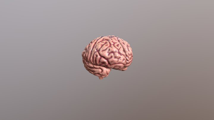 Cerebrum Project 3D Model